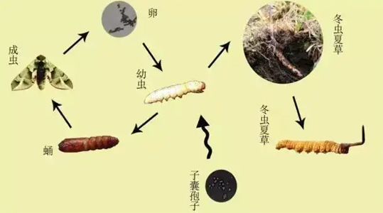 冬蟲夏草怎么選